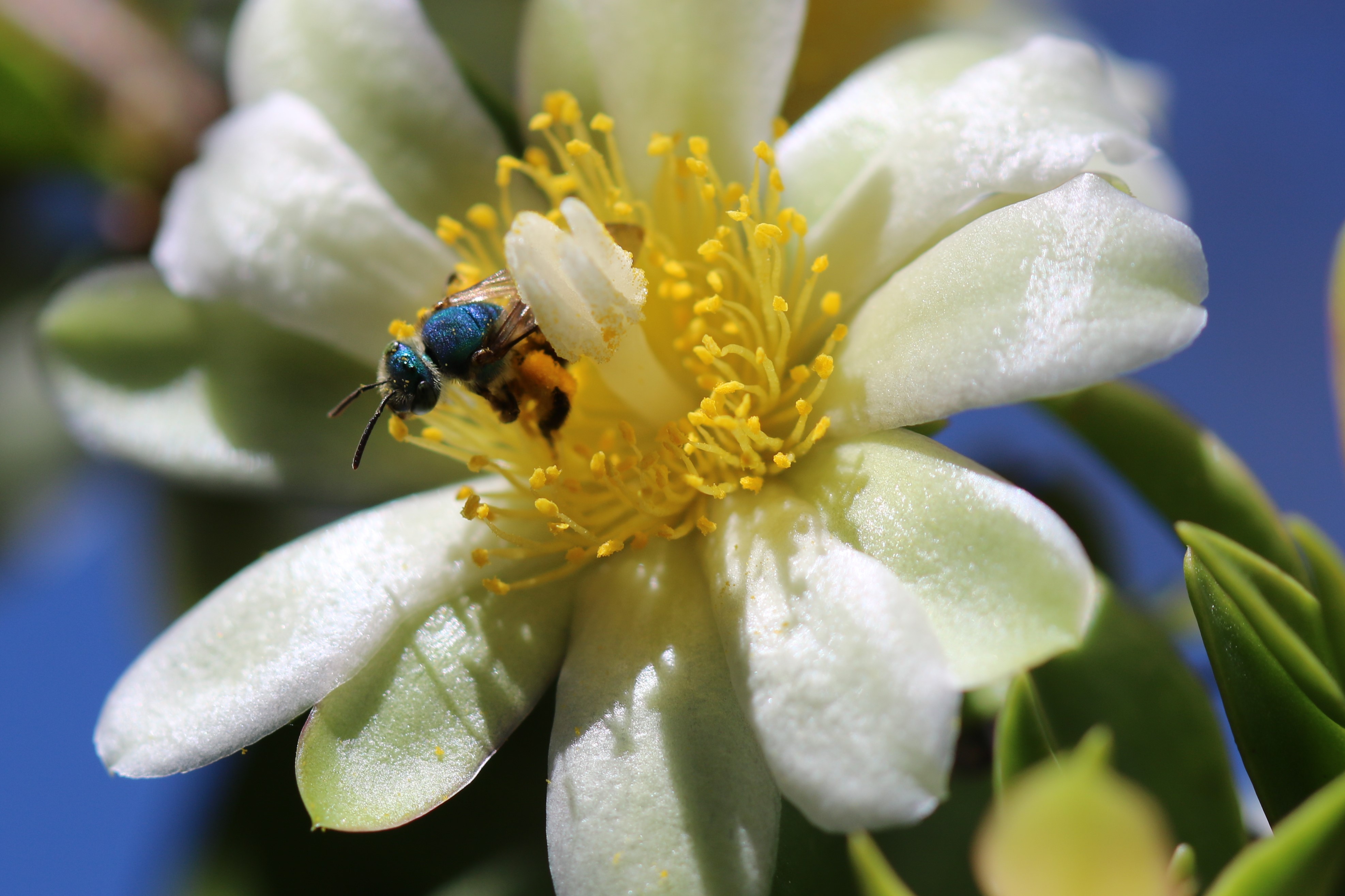 Interacciones Planta-Insecto y su Importancia en la Conservación de los Ecosistemas.